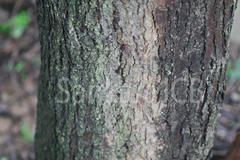 Acacia nilotica subsp. indica